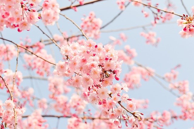 桜の写真