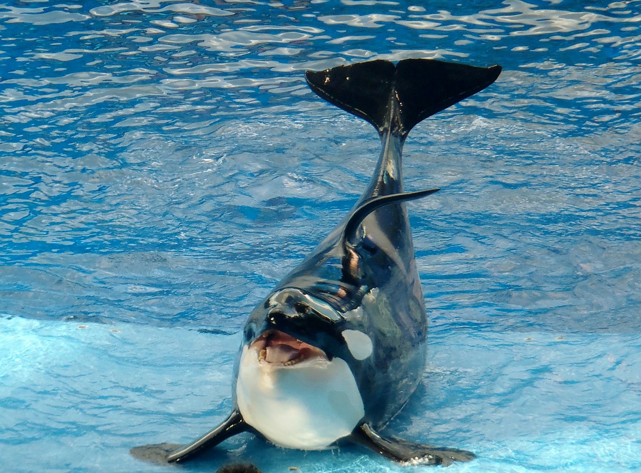 シャチ></div>
<div class=