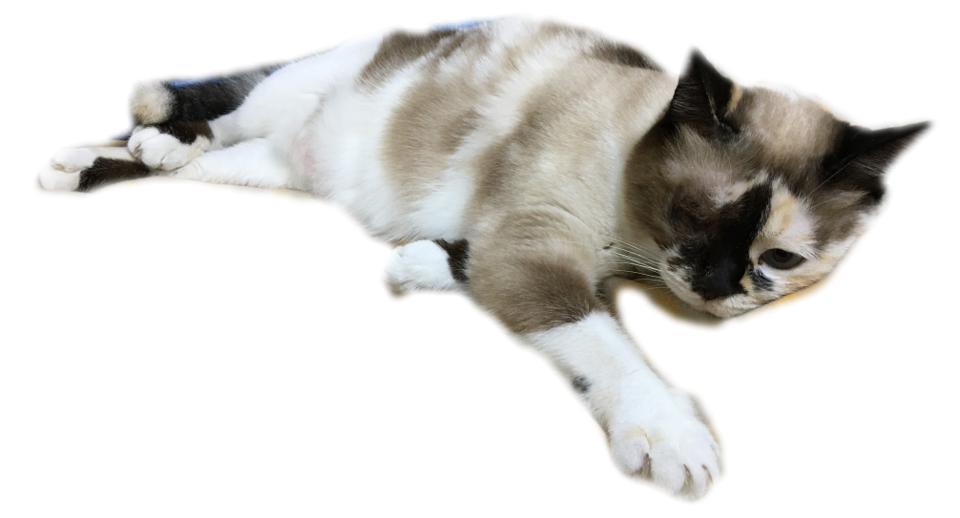 猫みーちゃん画像
